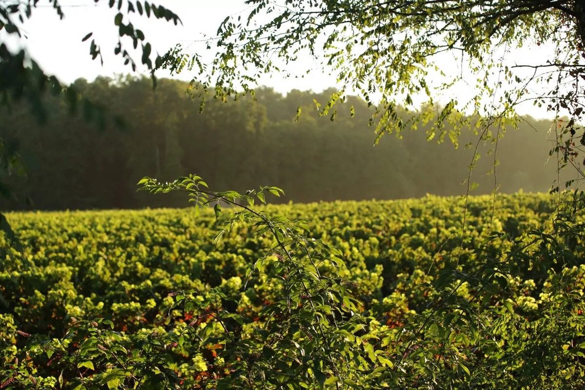 Vignobles Château Clare