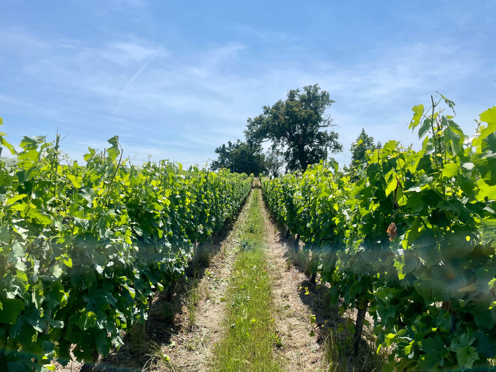 Vignobles Château Tour Bel Air